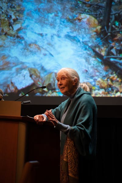 ‘A Perfect Pioneer’: Jane Goodall’s impact on UW-Madison’s female primatologists