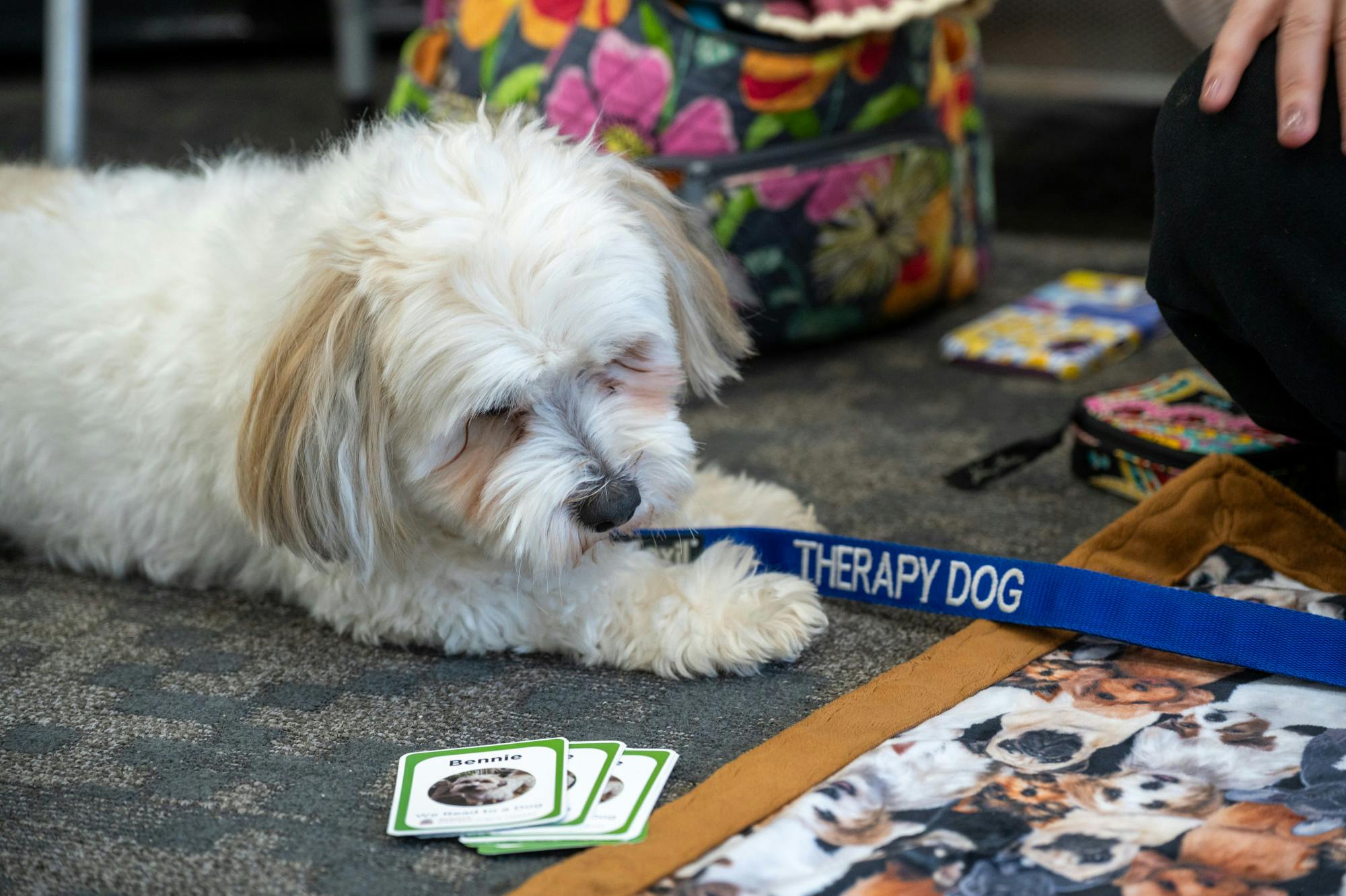 (2026-02-05)_Piper_Therapy_Dog_Reading-1.jpg
