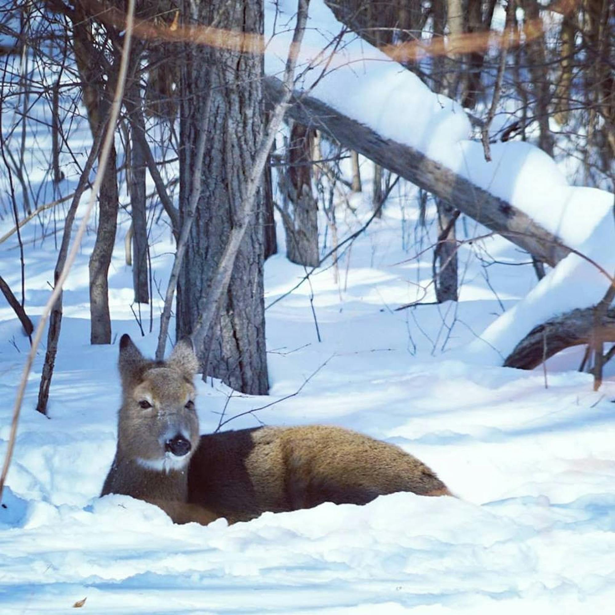 whitetail snow.jpg