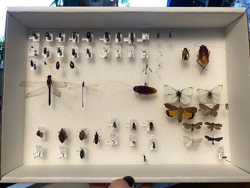 Bug Collection