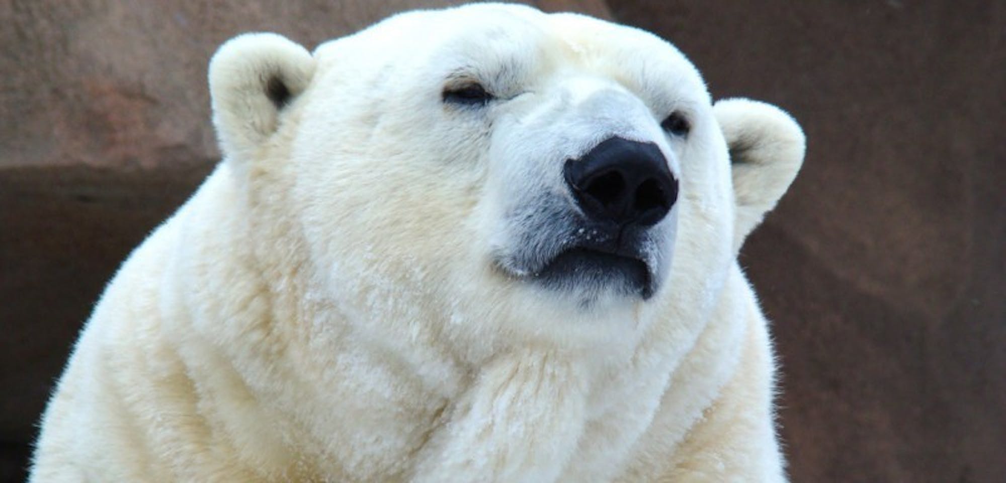 Polar Bear