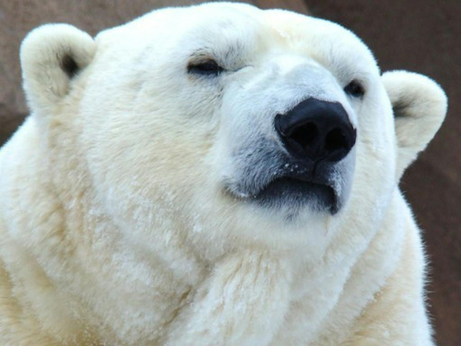Polar Bear