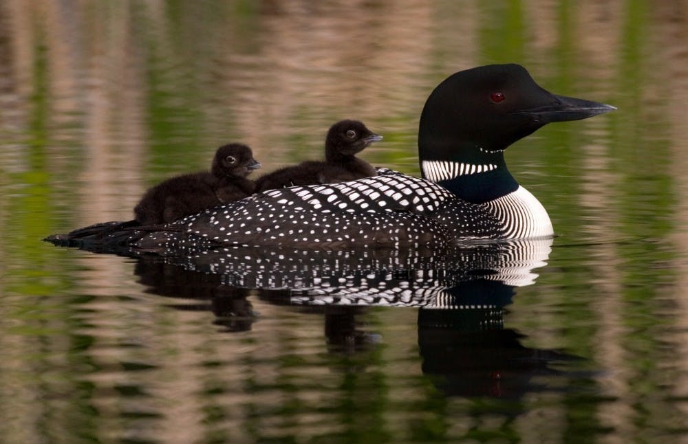 Birds in the Great Lakes area, like the loon, are at increased risk from avian botulism because of climate and ecosystem changes.