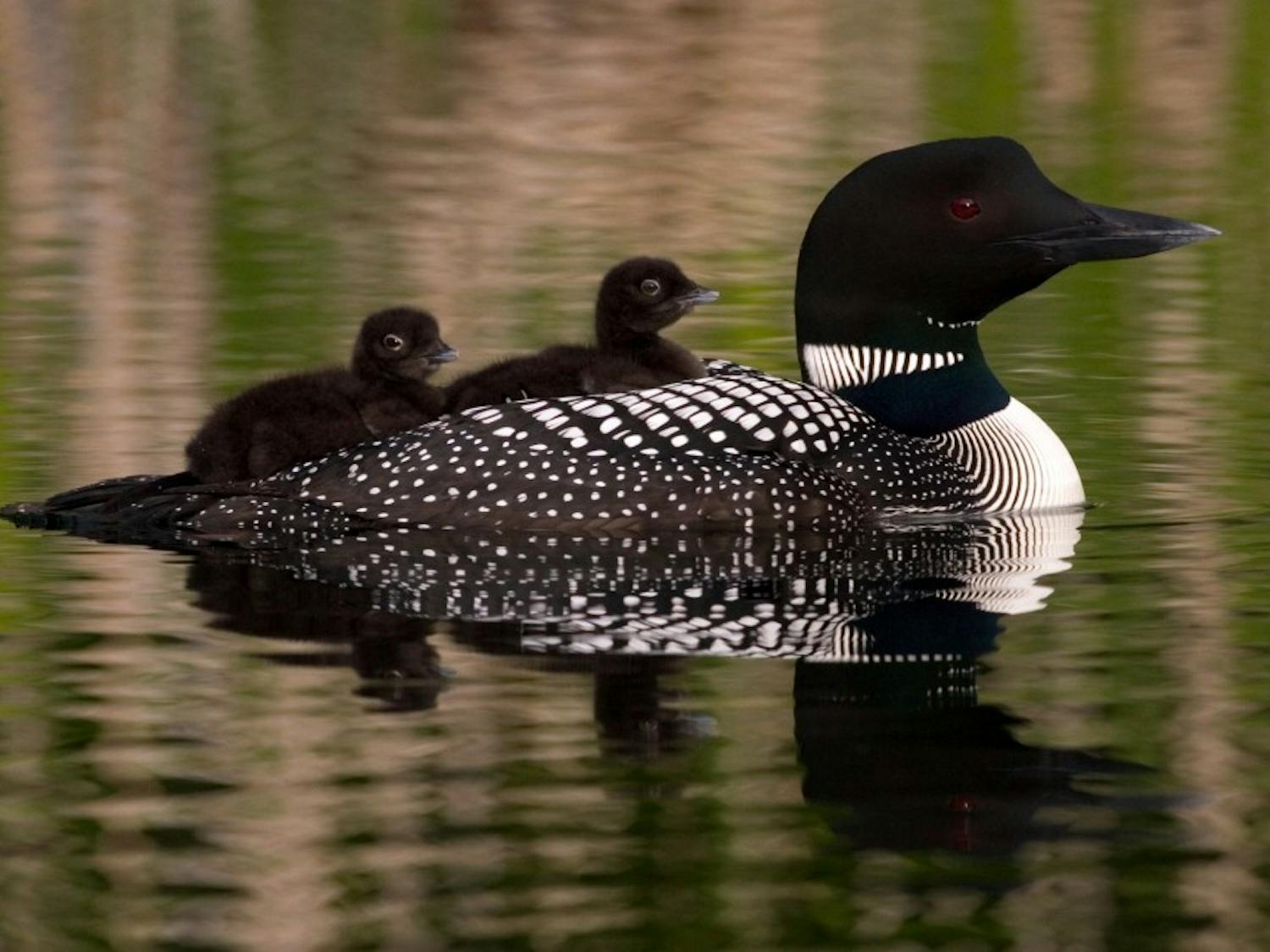 Birds in the Great Lakes area, like the loon, are at increased risk from avian botulism because of climate and ecosystem changes.