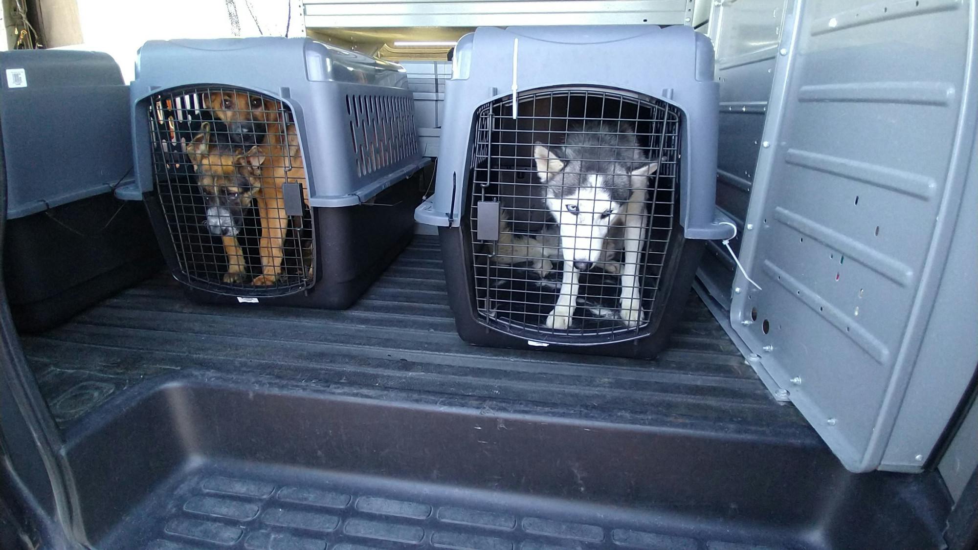 Dane County Humane Society Dogs