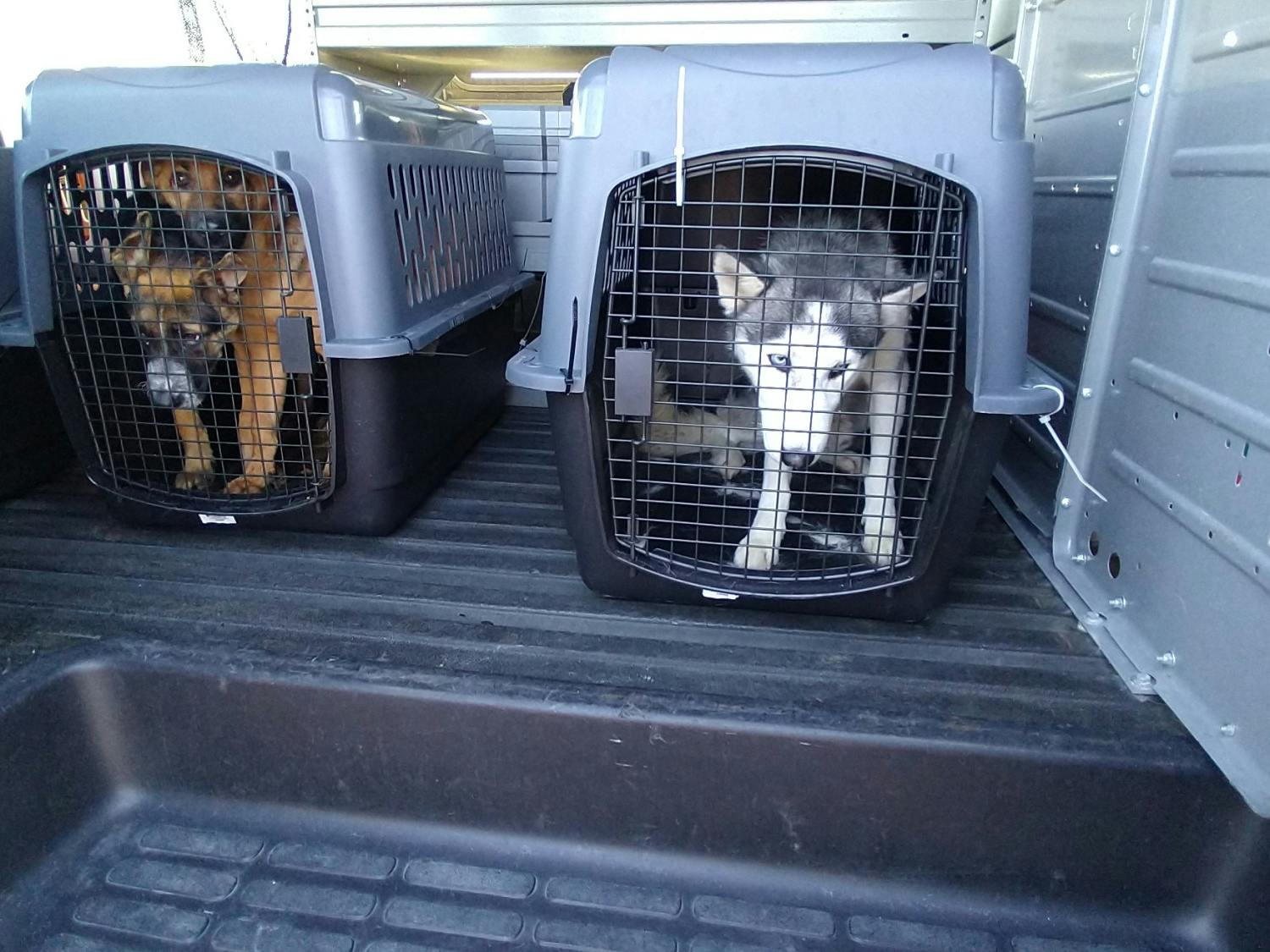 Dane County Humane Society Dogs