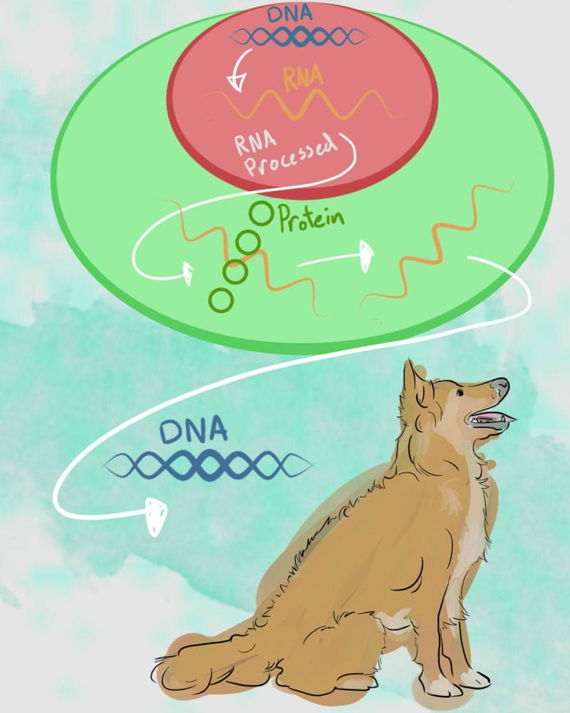 DNA dog
