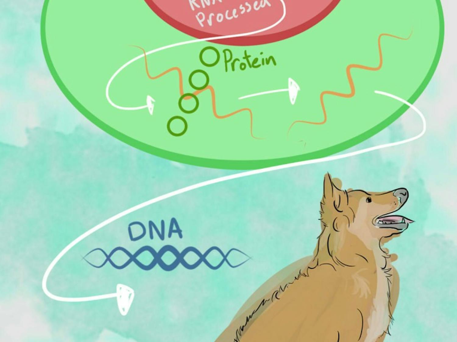 DNA dog