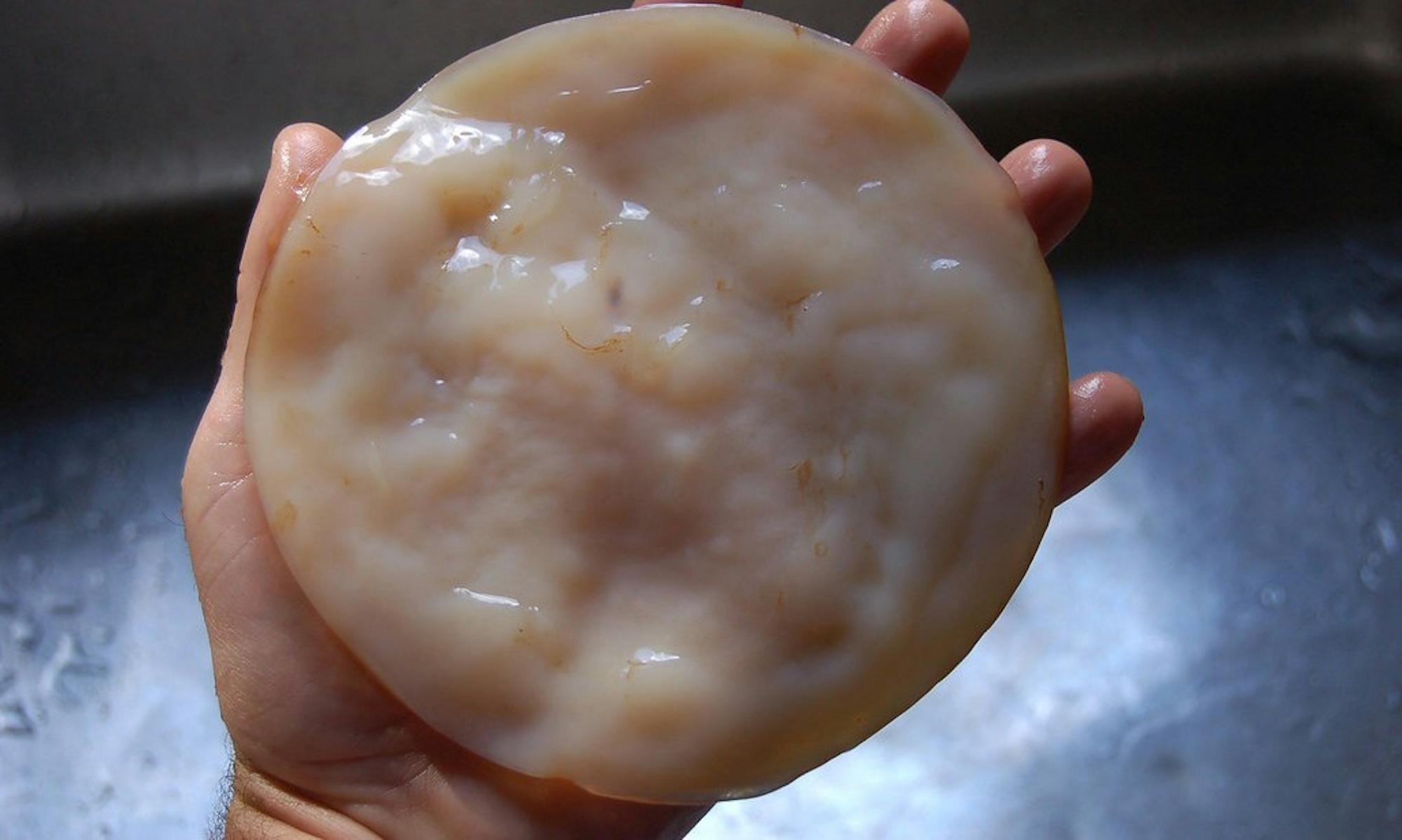 Science_SCOBY.jpg