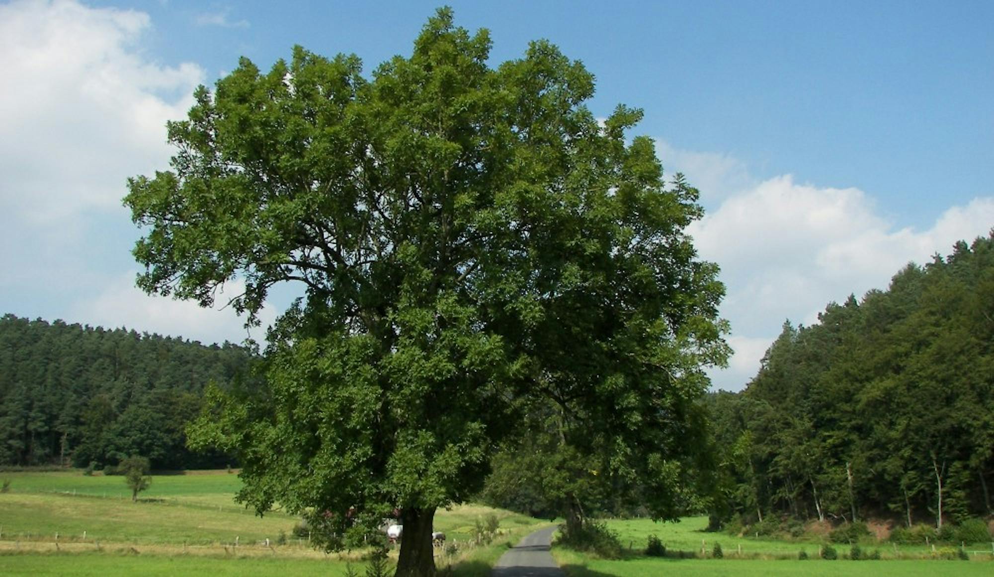 Emerald ash borer has been discovered in Madison neighborhoods that were previously unaffected, according to a City of Madison release.