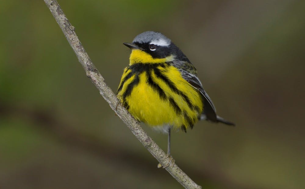 Magnolia Warbler.jpg