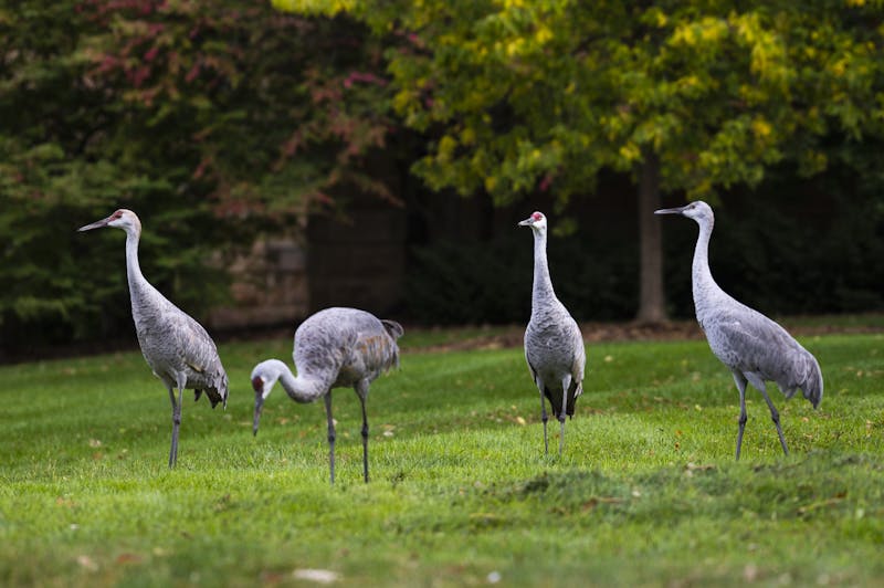 5 takeaways on sandhill crane hunting in Wisconsin