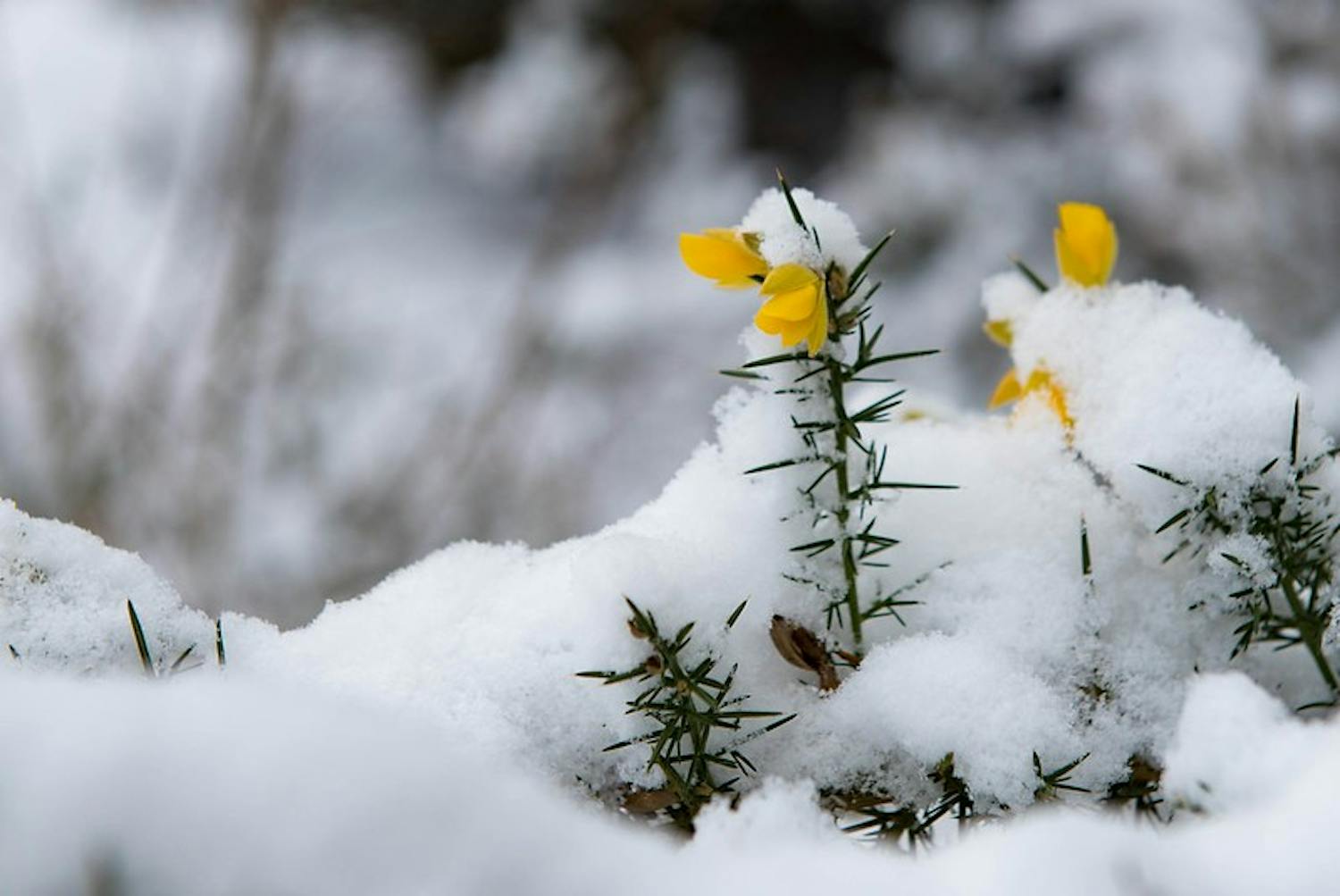 flowers-through-snow