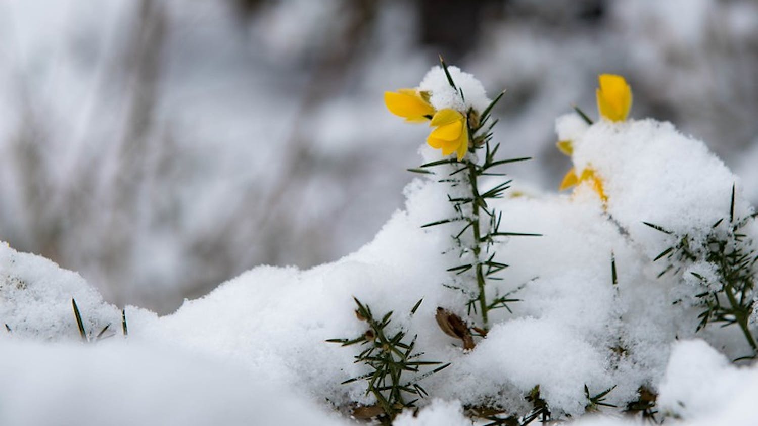 flowers-through-snow