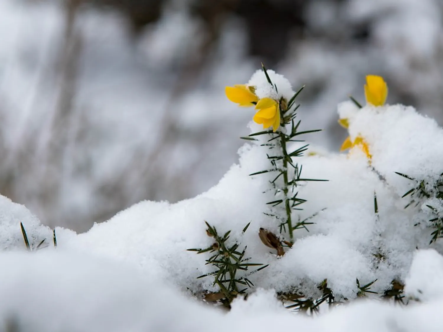 flowers-through-snow