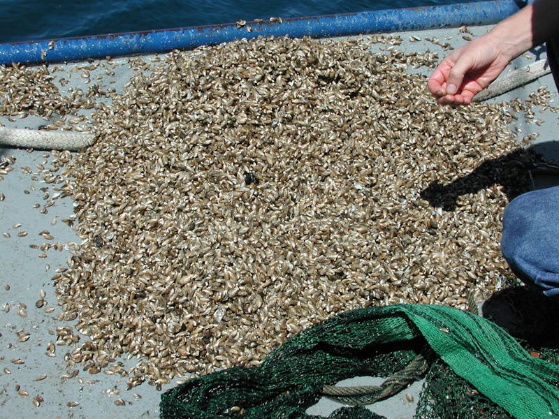 Discovery of invasive mussels in Lake Geneva deepens Wisconsin’s water