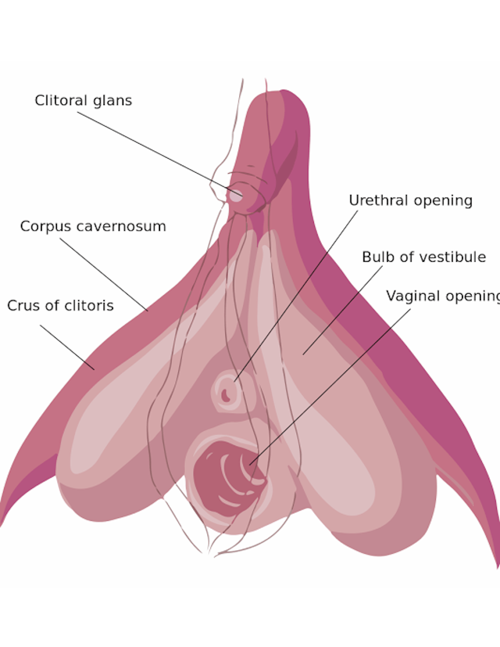 Clitoris Anatomy