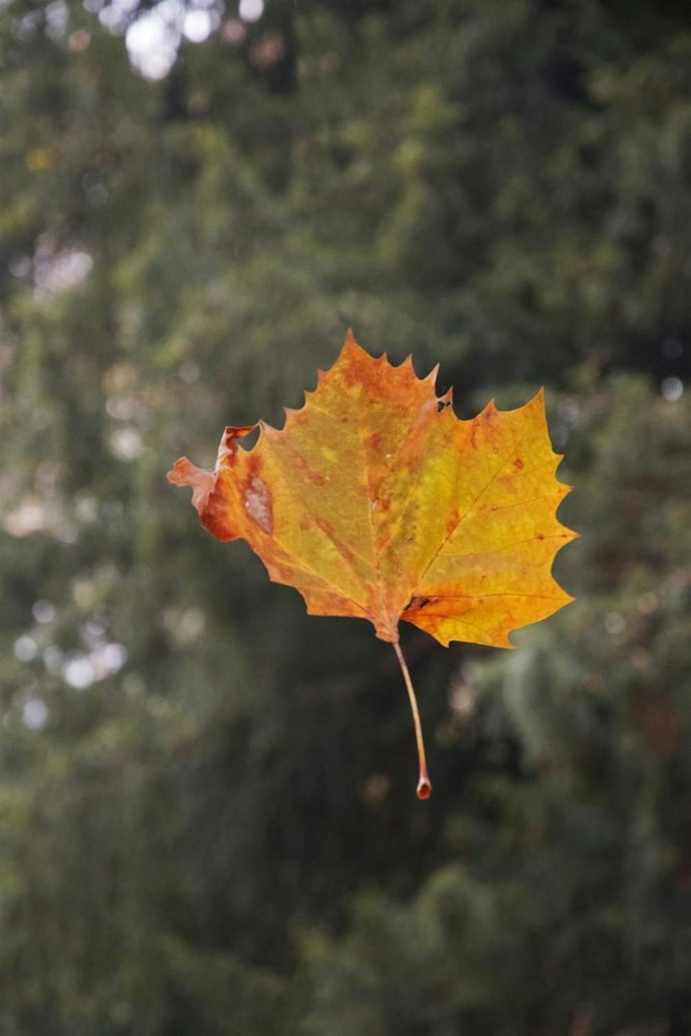 leaf-autumn-dried-leaves-leaves-wallpaper-preview.jpg