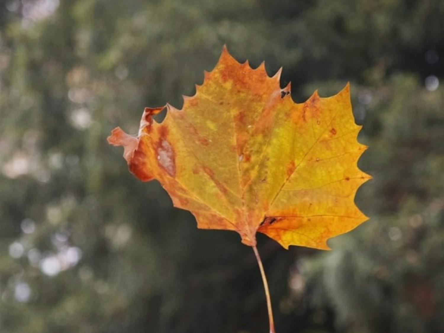 leaf-autumn-dried-leaves-leaves-wallpaper-preview.jpg