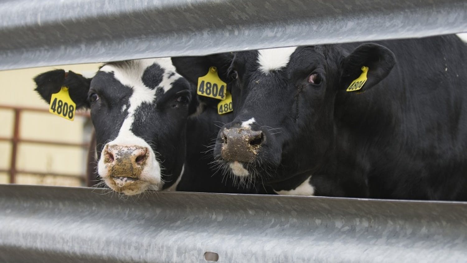 A Dane County dairy herd has been quarantined by state officials following the discovery of bovine tuberculosis in one of its cows. 