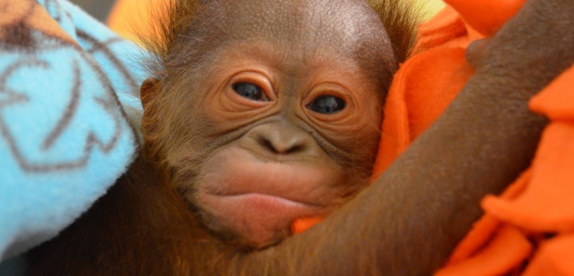 Orangutan