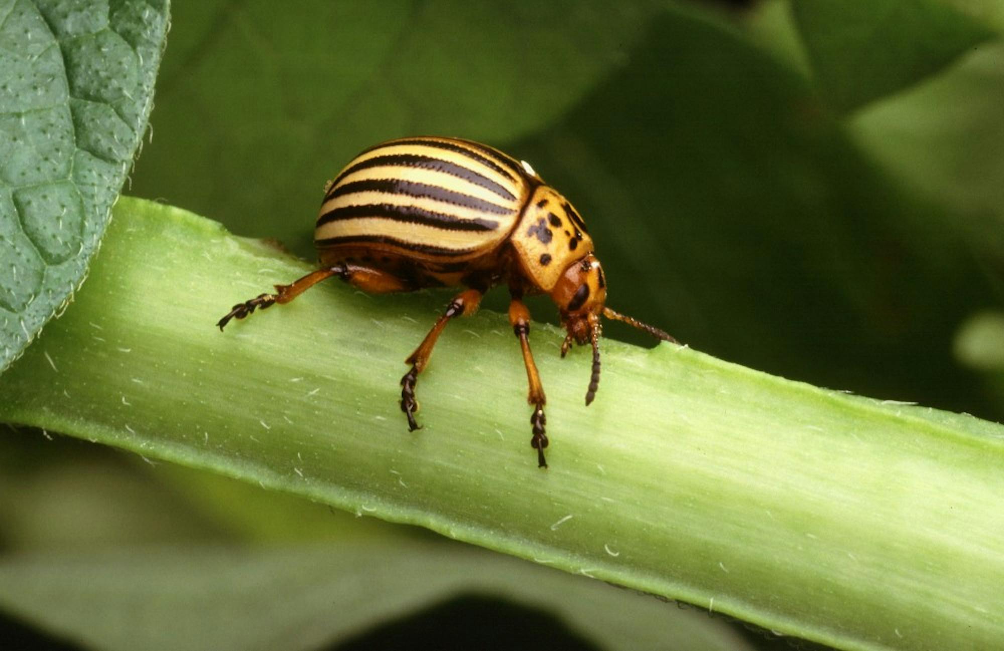 The Colorado potato beetle is notorious for its ability to rapidly adapt to pest control methods.