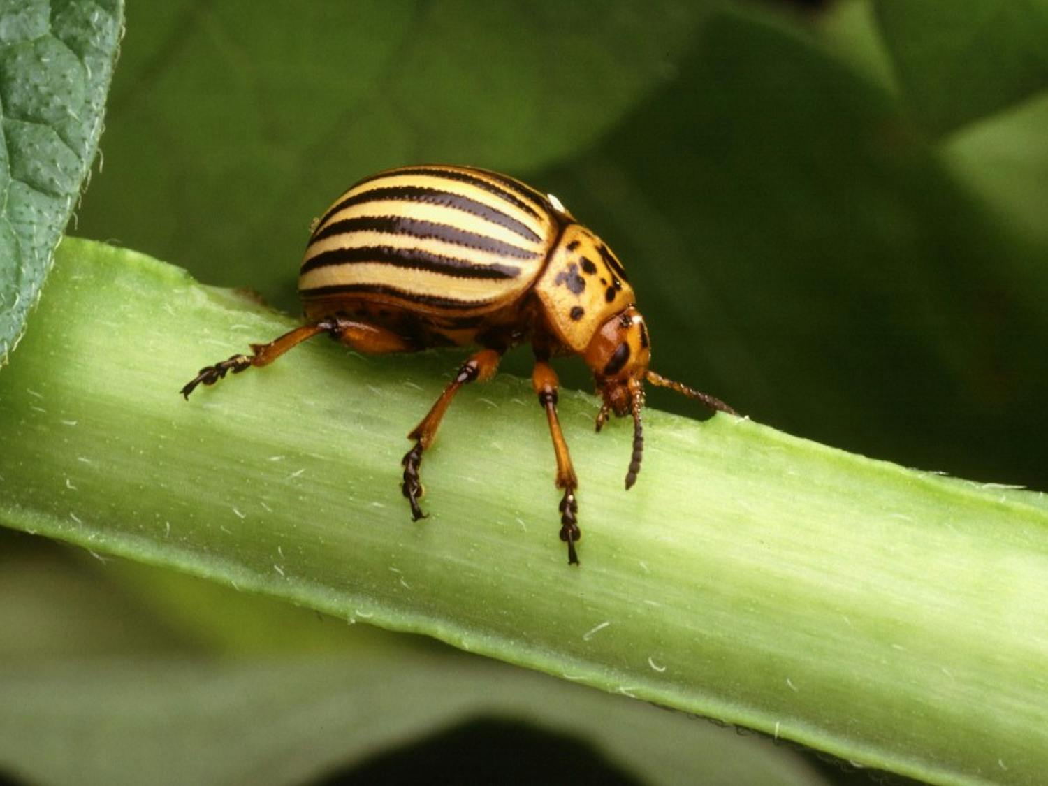The Colorado potato beetle is notorious for its ability to rapidly adapt to pest control methods.