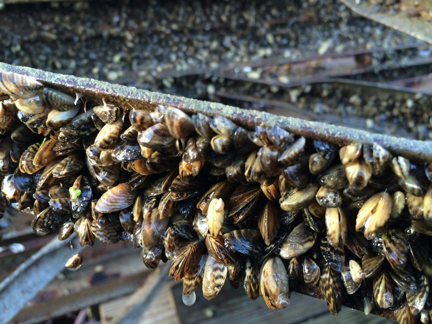 A section of the&nbsp;UW Hoofers pier, pulled from Lake Mendota&nbsp;in early November, was coated in zebra mussels, an invasive species found in the lake last fall.