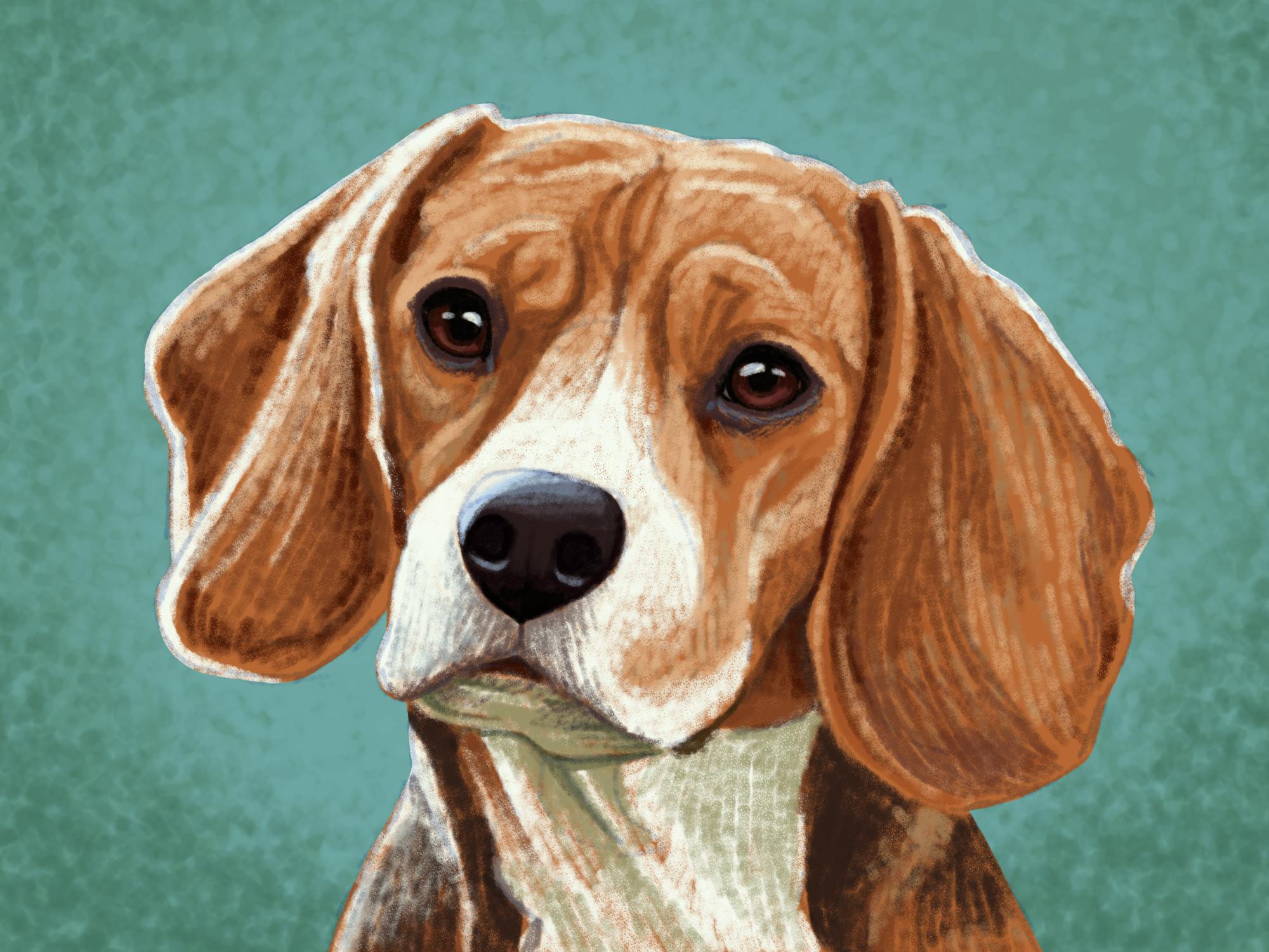 Beagle.png