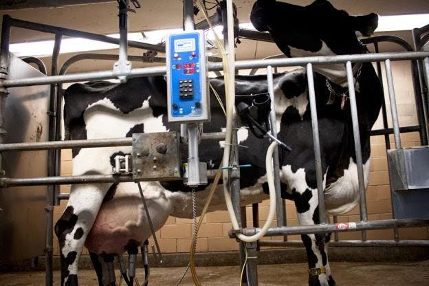 UW study shows larger dairies make cleaner milk