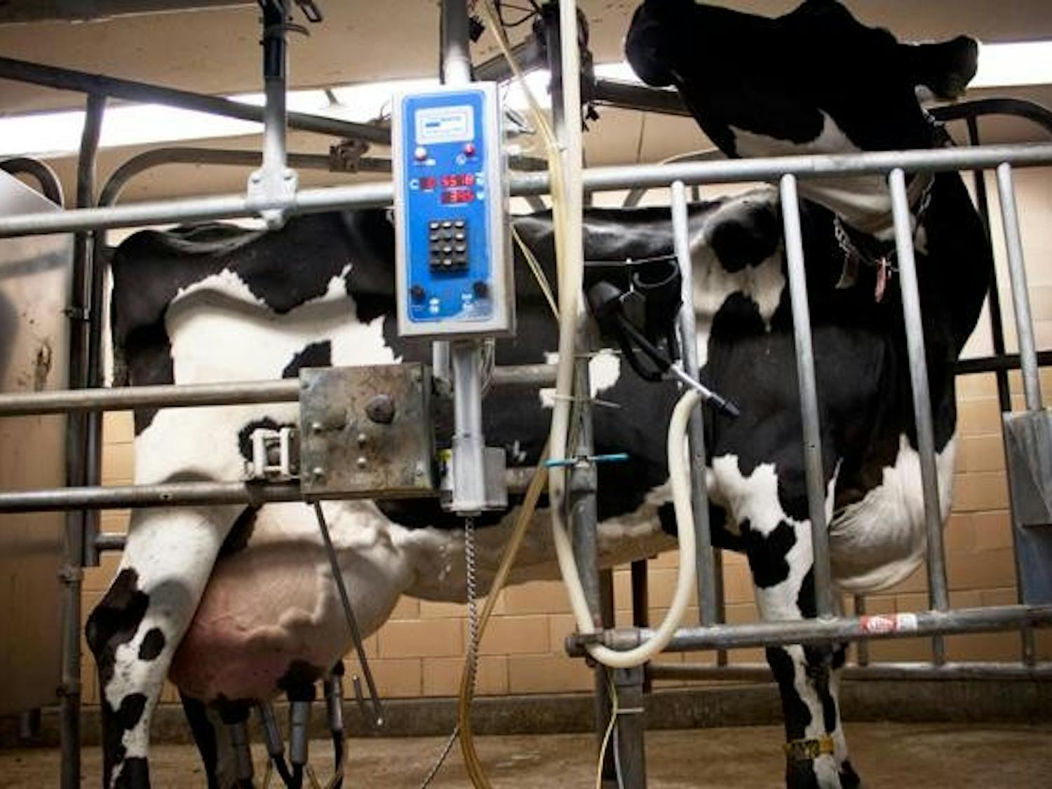 UW study shows larger dairies make cleaner milk