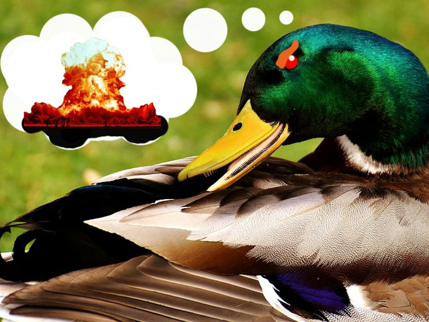 A local newly-superior mallard aspires to be the scourge of humanity.