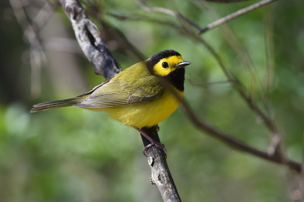 Hooded Warbler.jpg