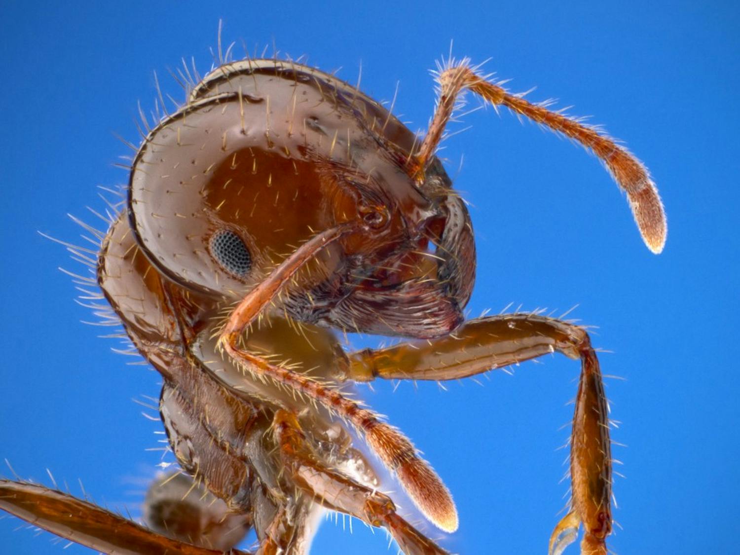 Solenopsis invicta - fire ant worker