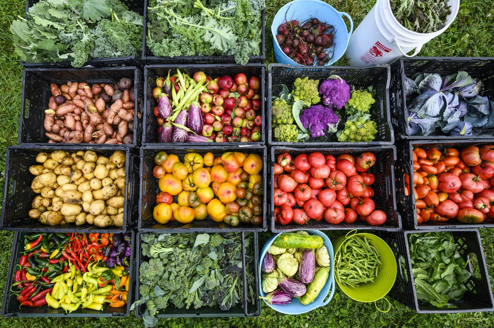 FH_KING_harvest20_9369