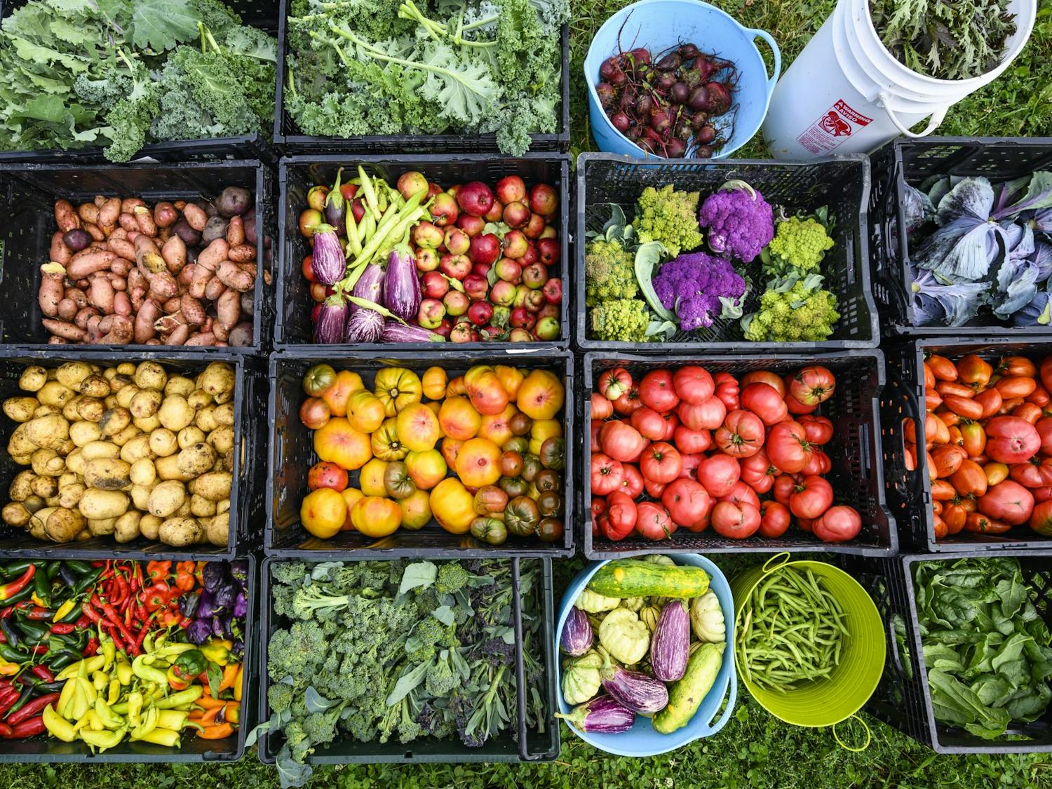 FH_KING_harvest20_9369