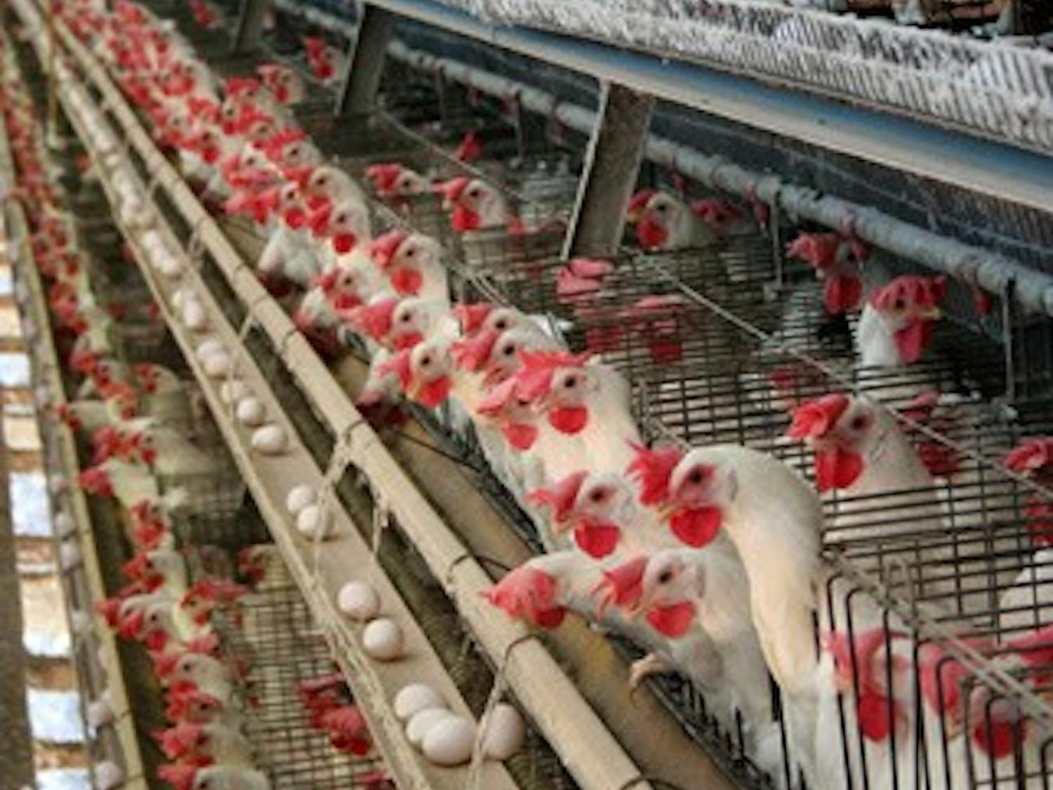 A simple replacement of eggs with plant protein can help cut down on our carbon footprint in the animal agriculture industry. 