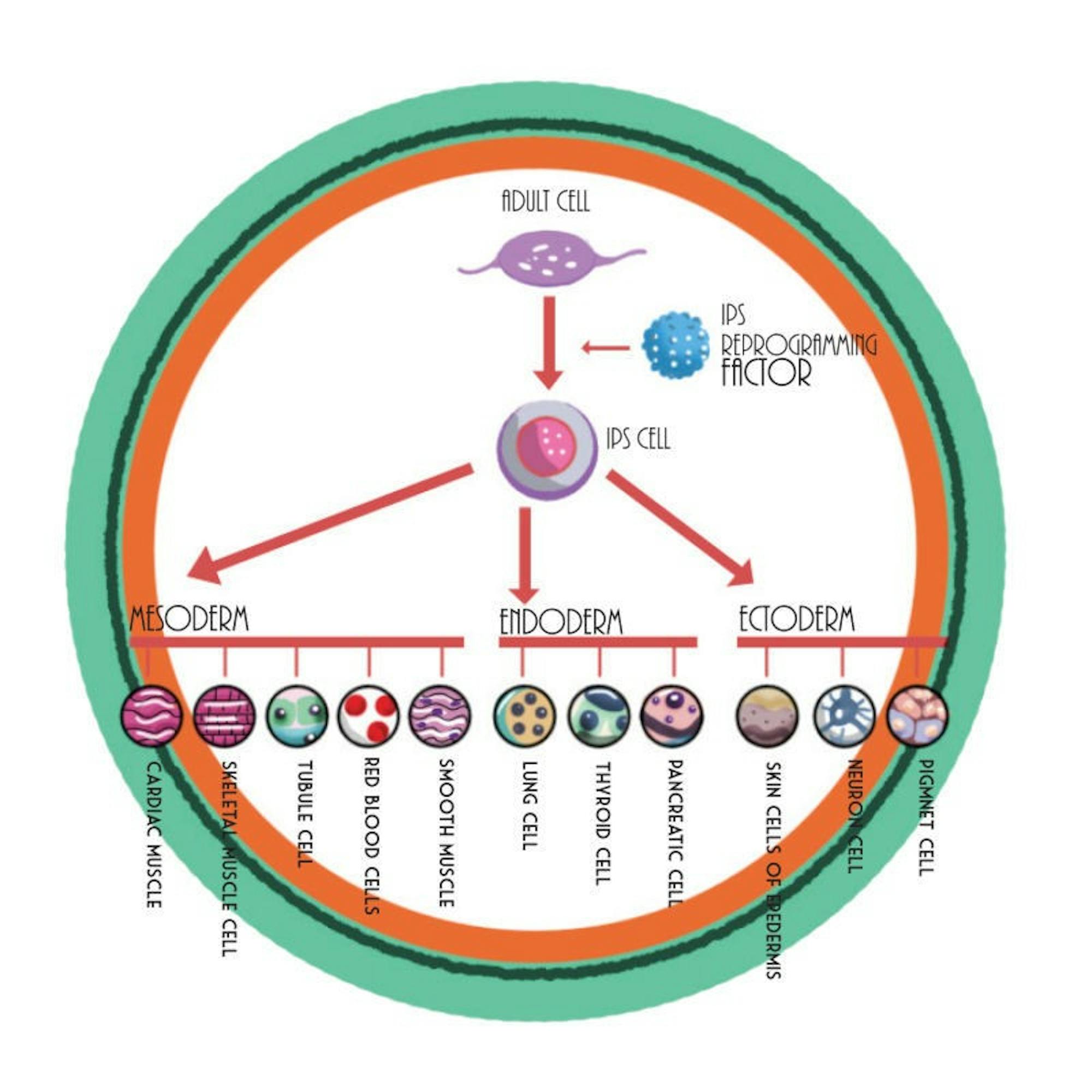 Science flow chart