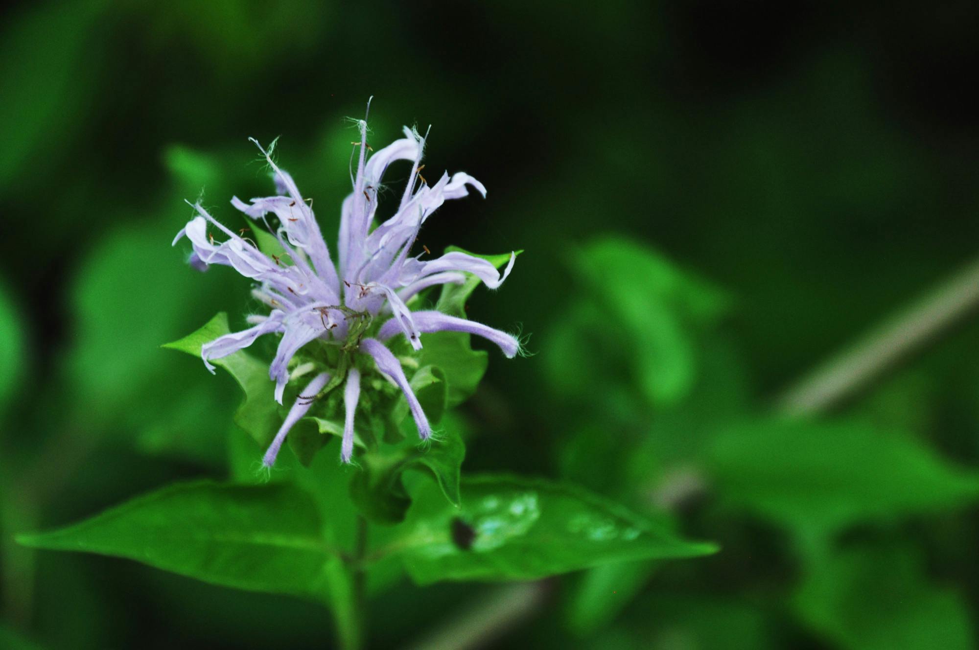 Purple_Flower_Wild_Bergamot_DSC_0172.jpeg