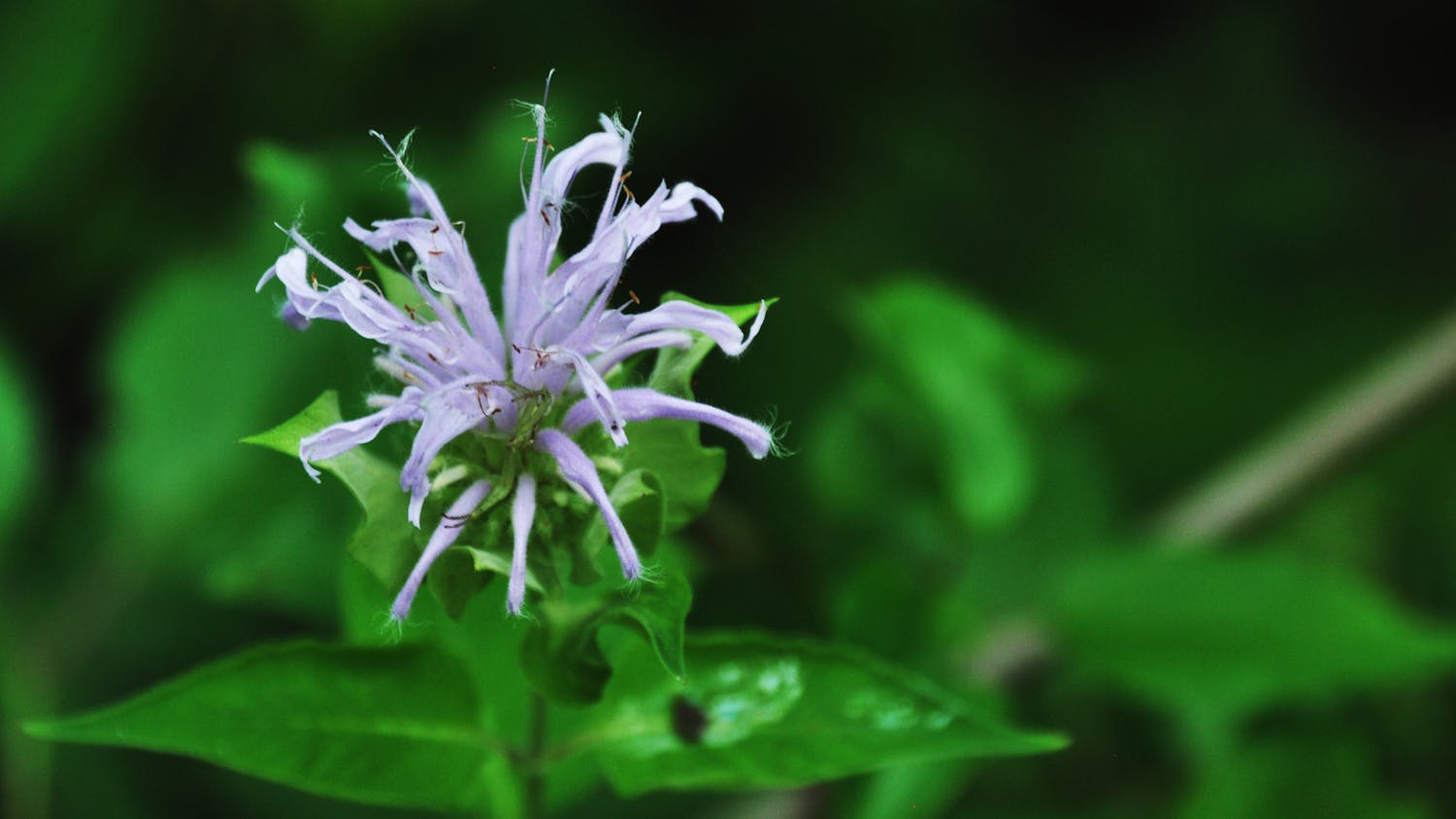 Purple_Flower_Wild_Bergamot_DSC_0172.jpeg