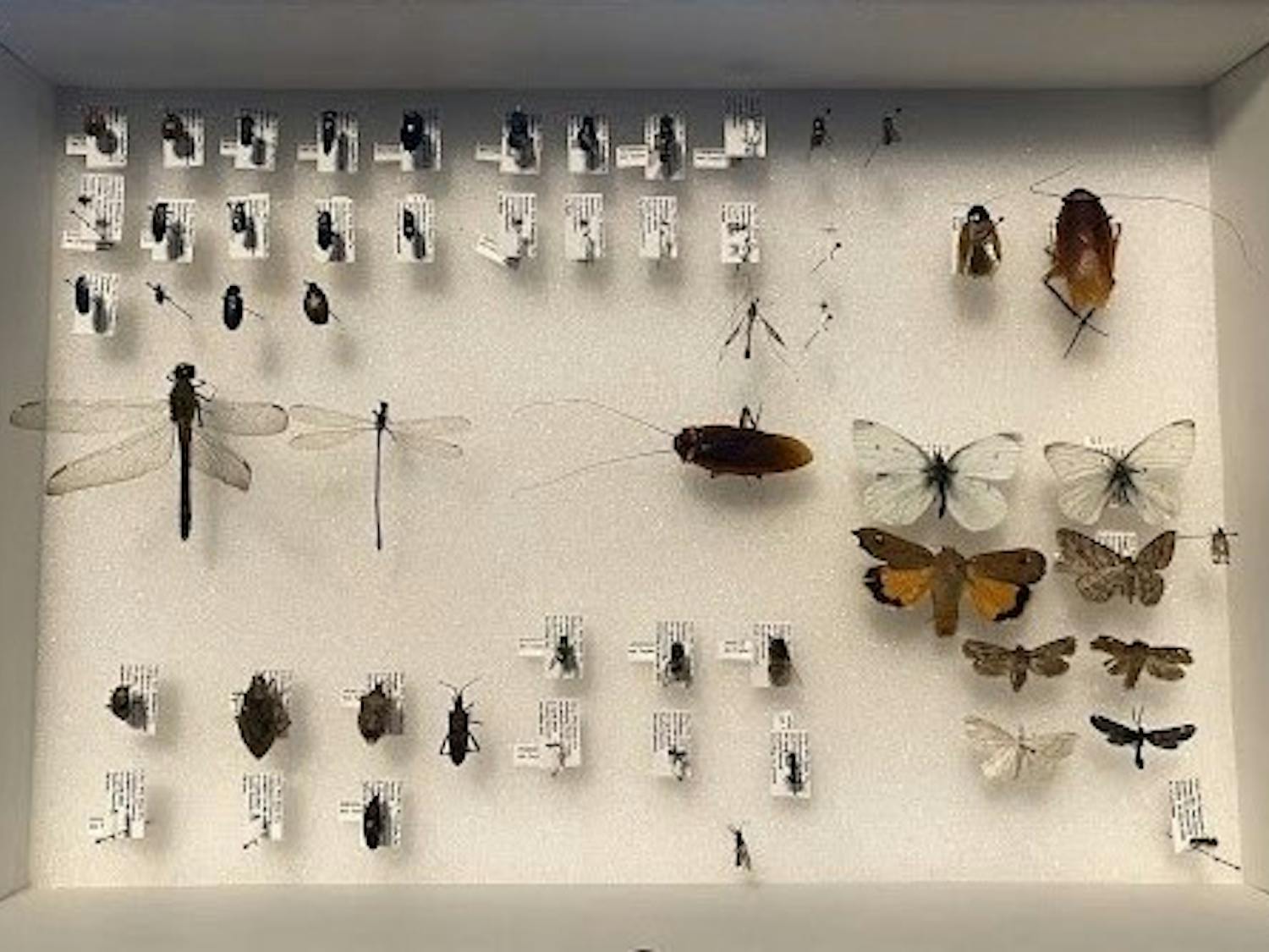 BugCollection.jpg