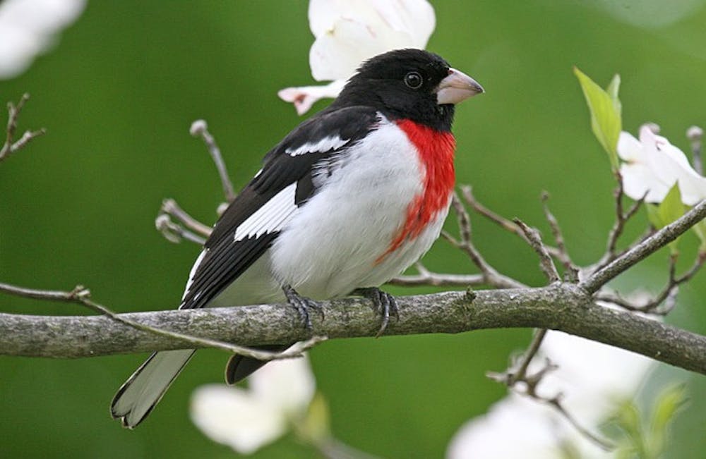 Rose-breasted Grosbeak.jpg