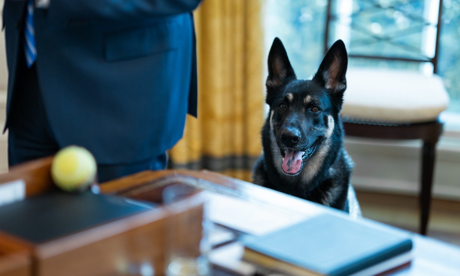 Photo of President Biden's dog, Major.