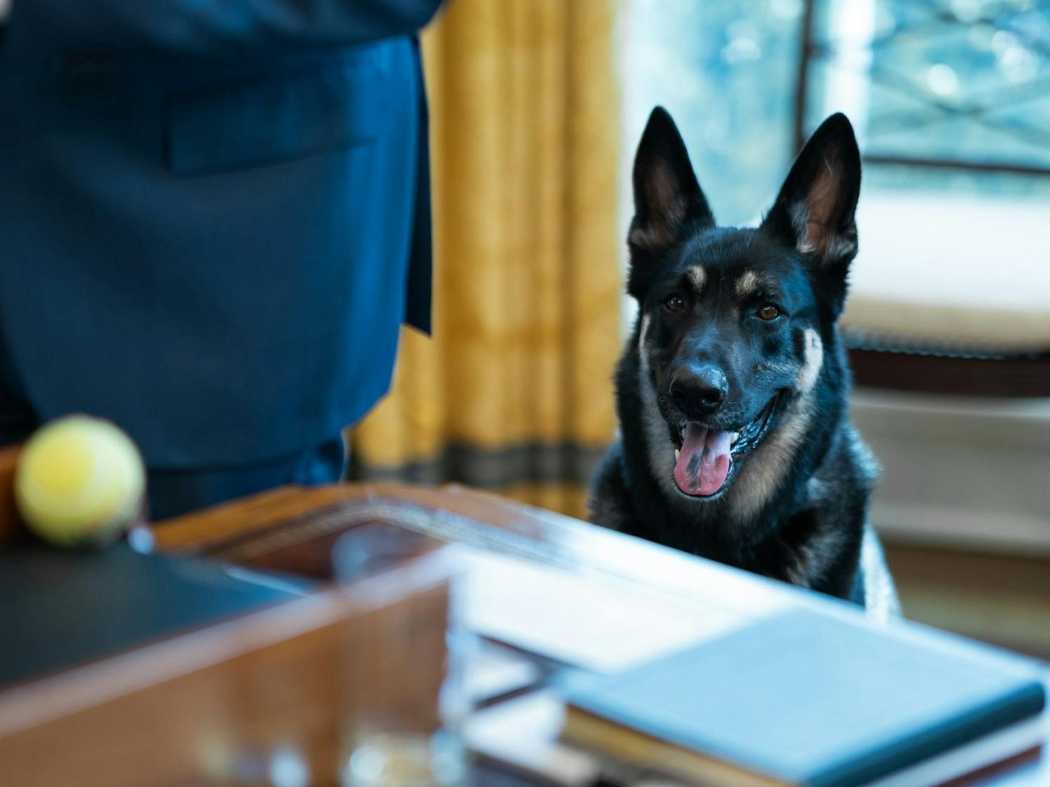 Photo of President Biden's dog, Major.