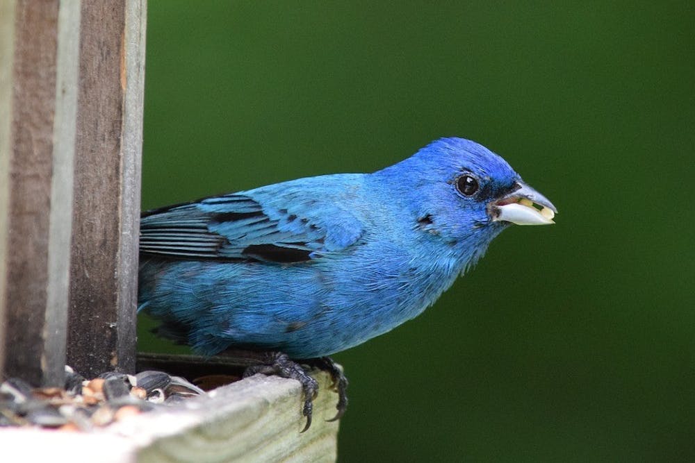 Indigo Bunting.jpg