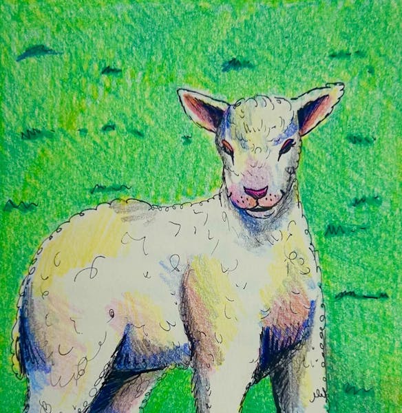 How one UW-Madison lab improves sheep’s quality of life - The Daily ...