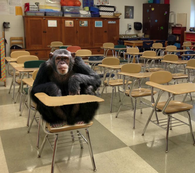 Former professor of Zoology, Banjo the chimpanzee, is seen here in the classroom where he used to instruct. He is currently unemployed.