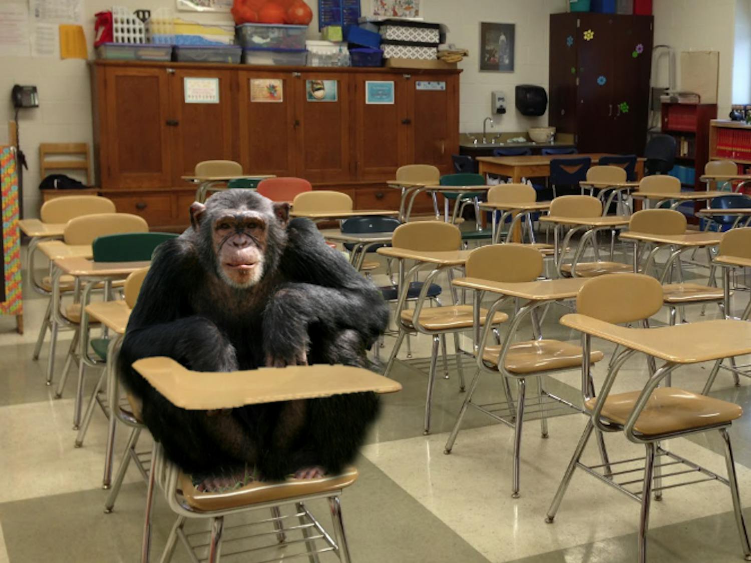 Former professor of Zoology, Banjo the chimpanzee, is seen here in the classroom where he used to instruct. He is currently unemployed.