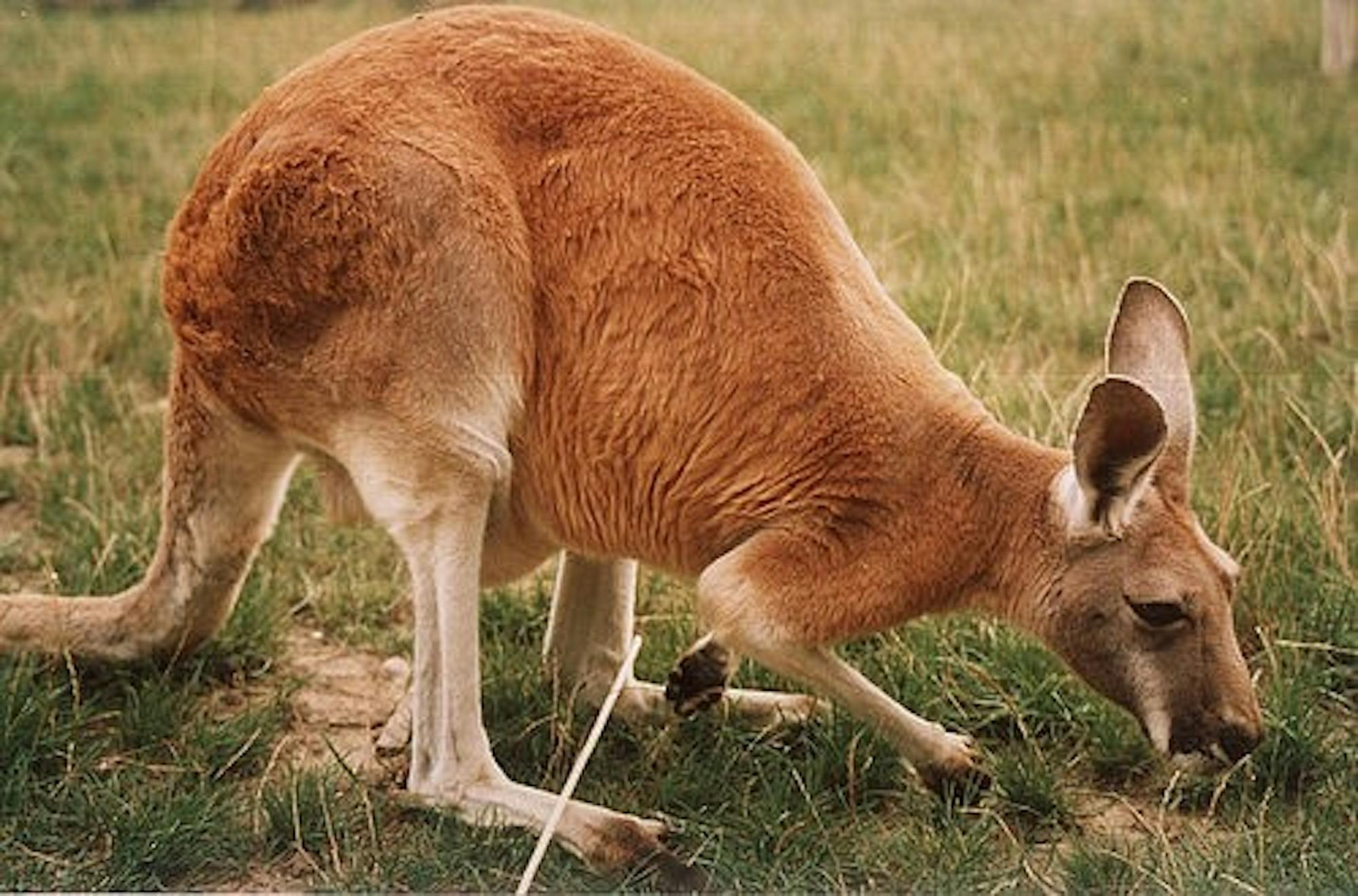 Kangaroo in the grass