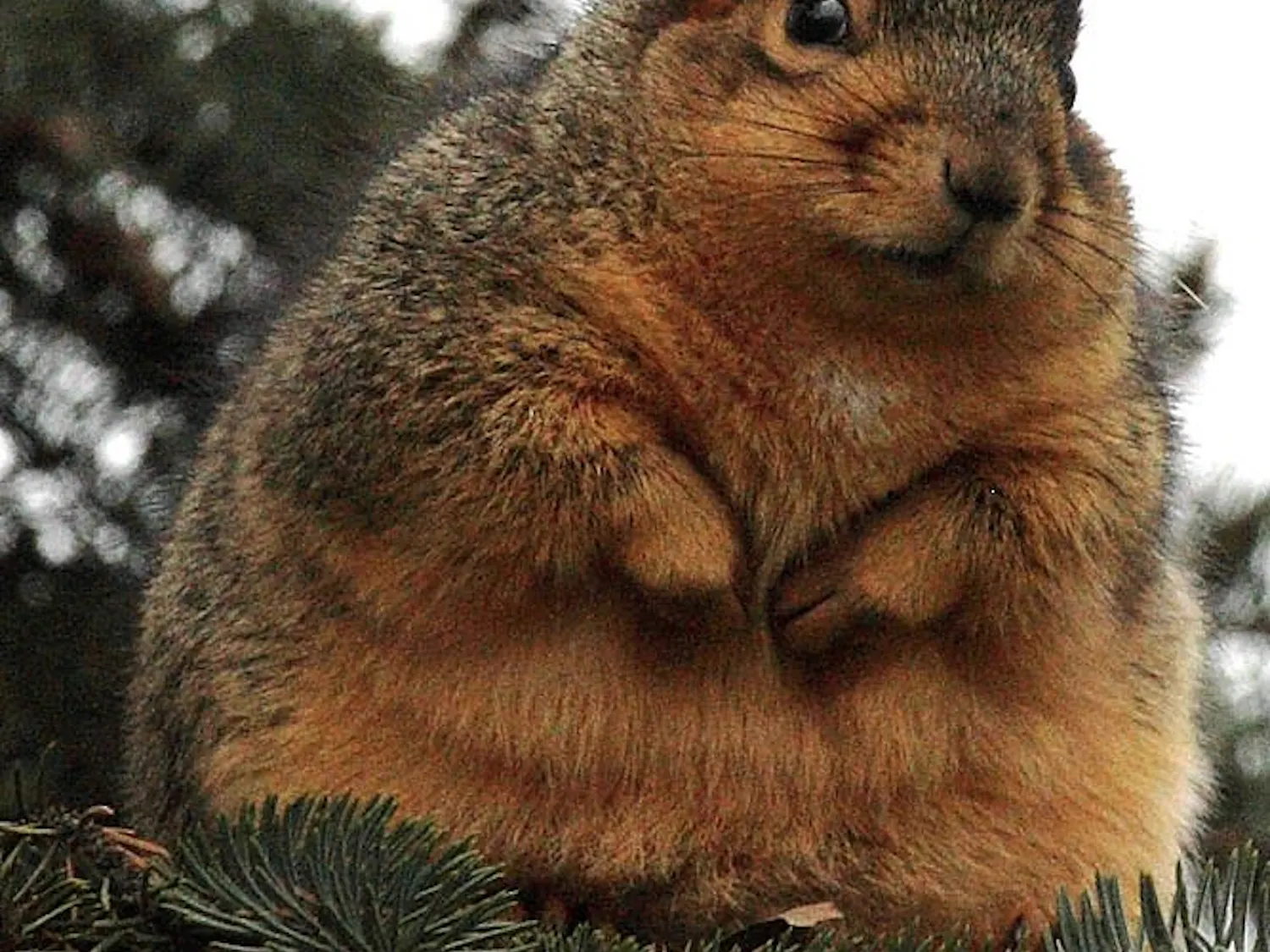 JamesMarvinPhelps_fatsquirrel.jpeg